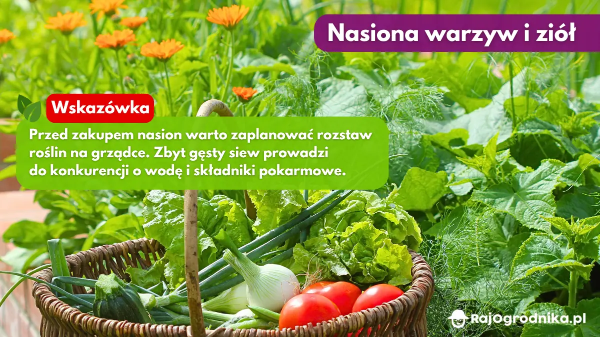 Nasiona-warzyw-i-ziół-blog-sklep-rajogrodnika